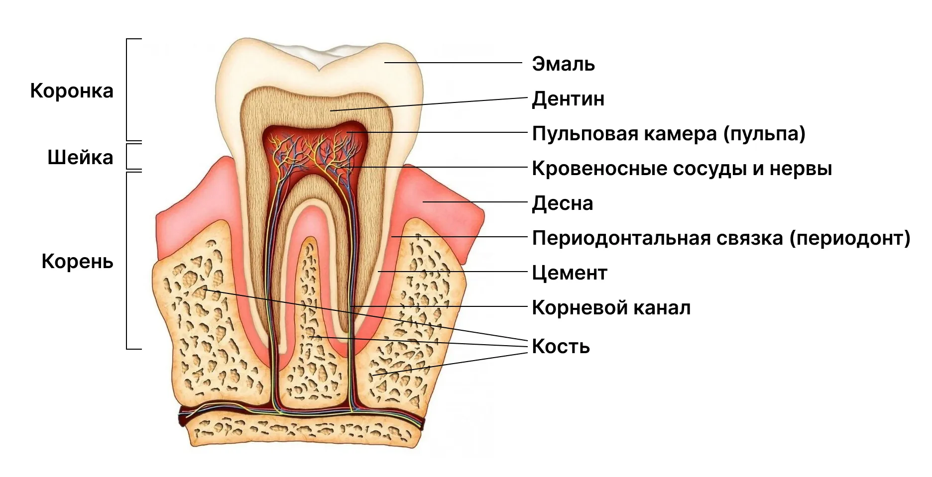 строение зуба моляра